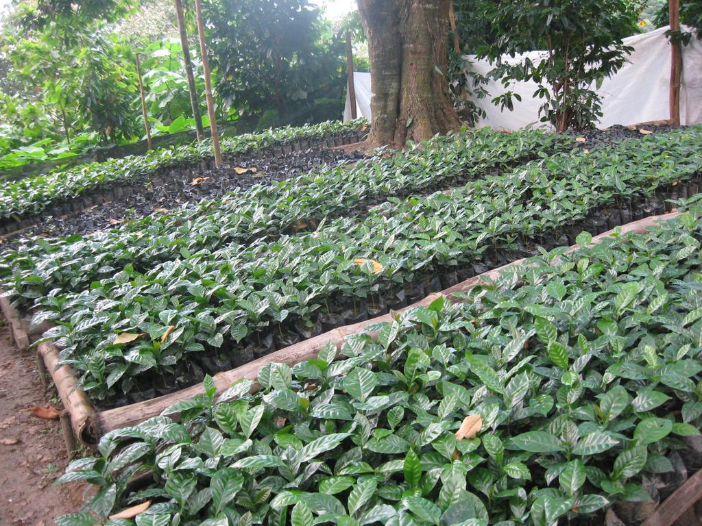 Finca San Rafael - Cafe Y Cacao Минка Экстерьер фото