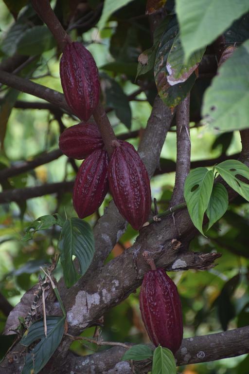 Finca San Rafael - Cafe Y Cacao Минка Экстерьер фото
